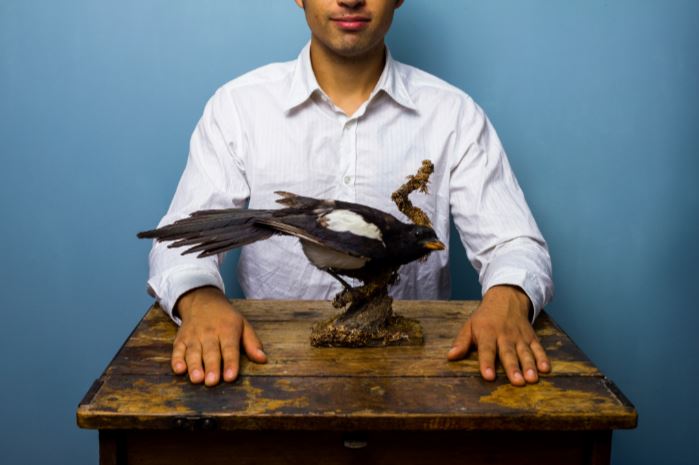 taxidermy-surry-community-college